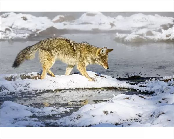 Coyote (Canis latrans) foraging in snow. Hayden Valley, Yellowstone National Park, USA
