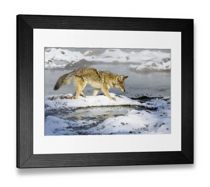 Framed Print : Coyote (Canis latrans) foraging in snow. Hayden Valley, Yellowstone National Park, USA Framed Print : Coyote (Canis latrans) foraging in snow. Hayden Valley, Yellowstone National Park, USA