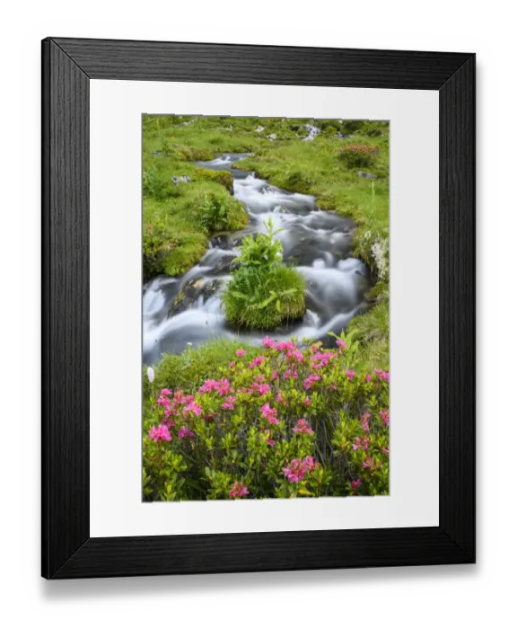 Framed Print : Alpine rose (Rhododendron ferrugineum) flowering beside mountain stream. North Tyrol, Austria Framed Print : Alpine rose (Rhododendron ferrugineum) flowering beside mountain stream. North Tyrol, Austria