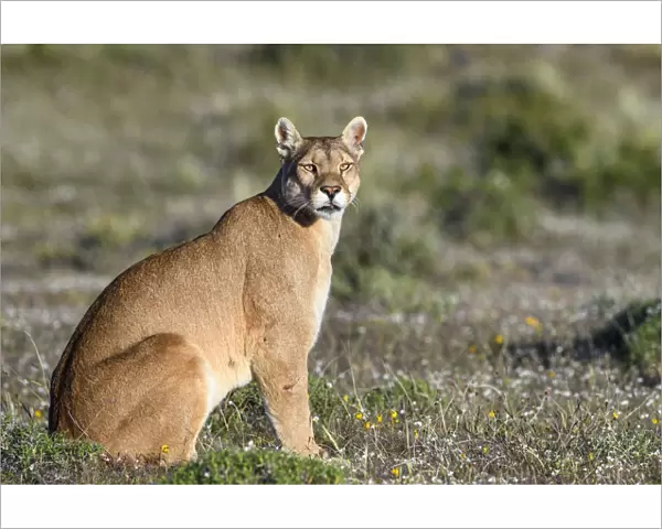 Puma (Puma concolor puma), female sitting in grassland. Estancia Amarga, near Torres