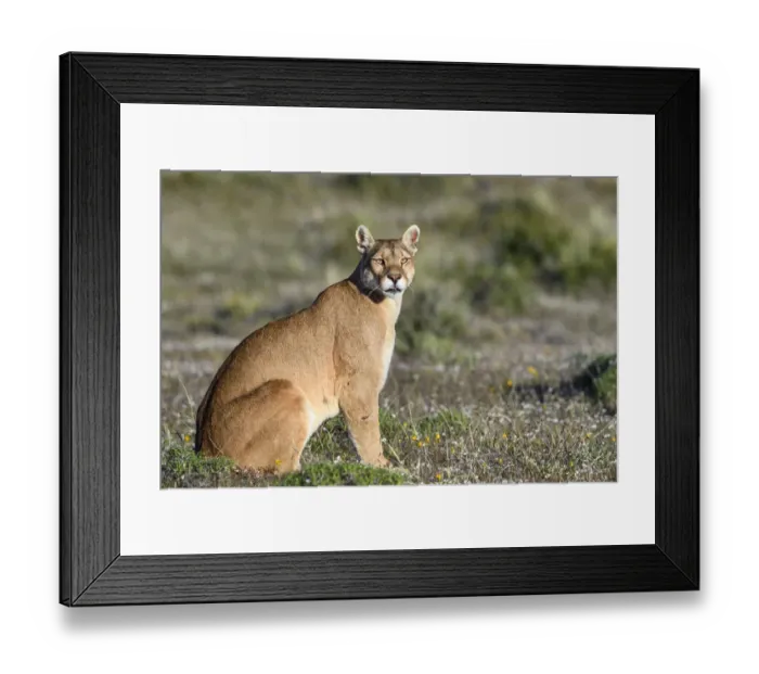 Framed Print : Puma (Puma concolor puma), female sitting in grassland. Estancia Amarga, near Torres Framed Print : Puma (Puma concolor puma), female sitting in grassland. Estancia Amarga, near Torres