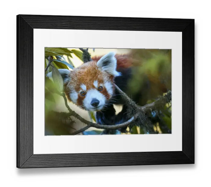 Framed Print : Western red panda (Ailurus fulgens fulgens) climbing in tree. Singalila National Park, India / Nepal border Framed Print : Western red panda (Ailurus fulgens fulgens) climbing in tree. Singalila National Park, India / Nepal border