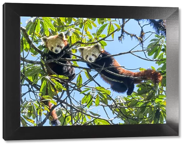 Western red panda (Ailurus fulgens fulgens), two juveniles looking down whilst climbing in tree