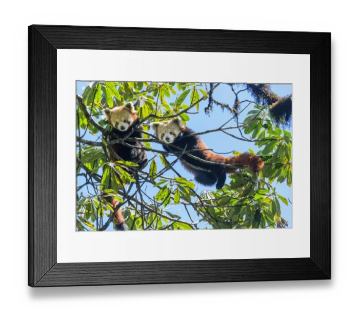Framed Print : Western red panda (Ailurus fulgens fulgens), two juveniles looking down whilst climbing in tree Framed Print : Western red panda (Ailurus fulgens fulgens), two juveniles looking down whilst climbing in tree