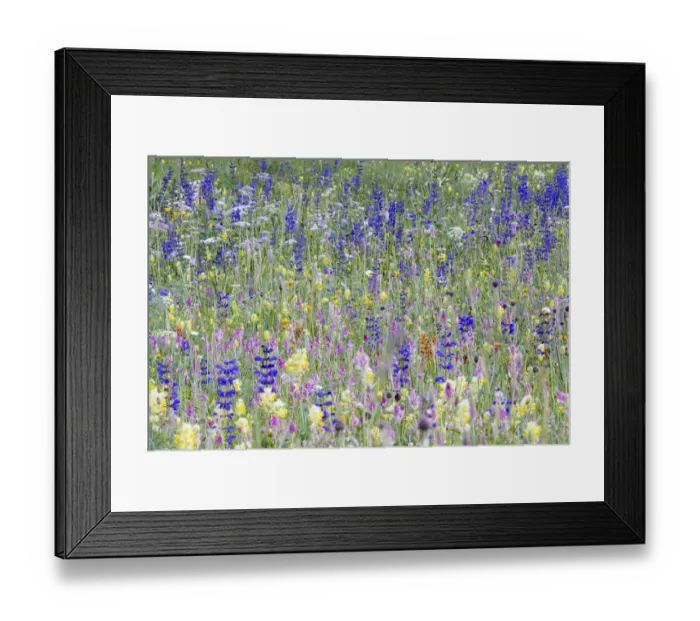 Framed Print : Alpine Wildflower meadow, a diversity of species including Meadow clary (Salvia pratensis) Framed Print : Alpine Wildflower meadow, a diversity of species including Meadow clary (Salvia pratensis)