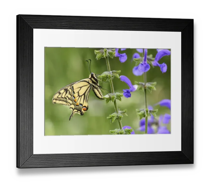 Framed Print : Swallowtail butterfly (Papilio machaon) nectaring on Meadow clary (Salvia pratensis) Framed Print : Swallowtail butterfly (Papilio machaon) nectaring on Meadow clary (Salvia pratensis)