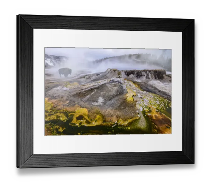 Framed Print : RF - American bison (Bison bison) male standing near Punch Bowl thermal pool, green Framed Print : RF - American bison (Bison bison) male standing near Punch Bowl thermal pool, green