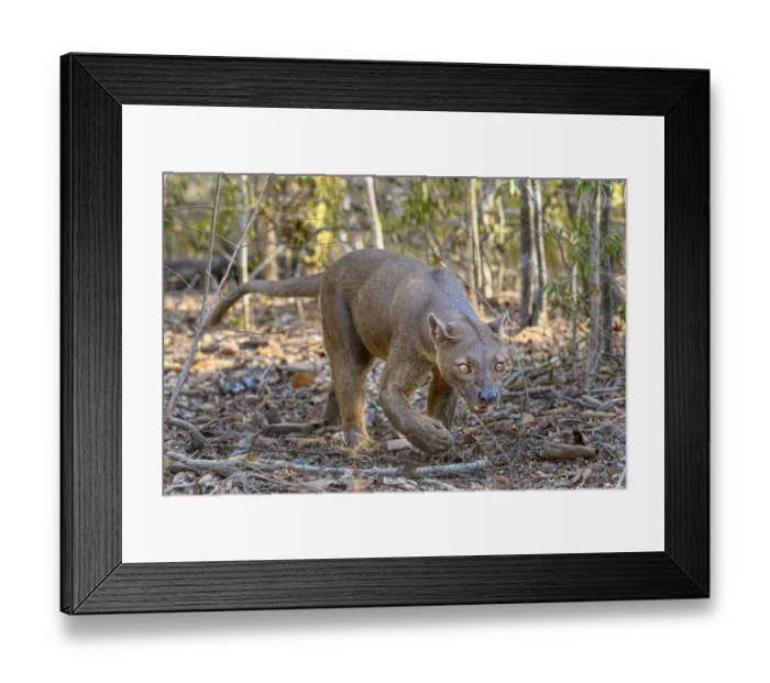 Framed Print : Fosa or Fossa (Cryptoprocta ferox)(sometimes erroneously fossa Framed Print : Fosa or Fossa (Cryptoprocta ferox)(sometimes erroneously fossa