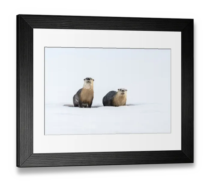 Framed Print : North American river otter (Lutra canadiensis) two on frozen river edge Framed Print : North American river otter (Lutra canadiensis) two on frozen river edge