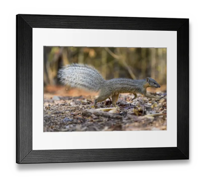 Framed Print : Boky-boky (Mungotictis decemlineata) or Narrow-striped mongoose adult foraging in leaf litter Framed Print : Boky-boky (Mungotictis decemlineata) or Narrow-striped mongoose adult foraging in leaf litter