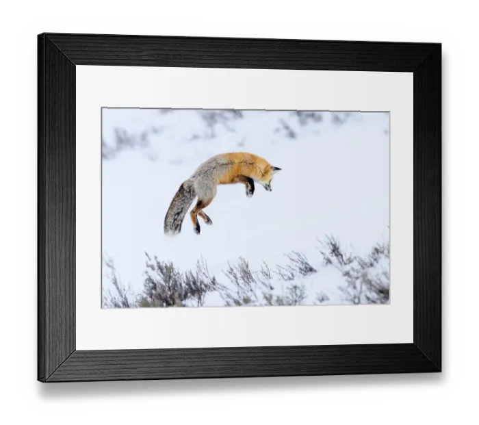 Framed Print : Red fox (Vulpes vulpes) adult hunting for rodents by snow diving in deep snow Framed Print : Red fox (Vulpes vulpes) adult hunting for rodents by snow diving in deep snow