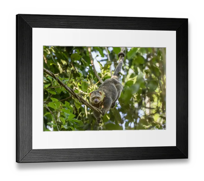 Framed Print : Sulawesi bear cuscus or Sulawesi bear phalanger (Ailurops ursinus) adult in forest canopy Framed Print : Sulawesi bear cuscus or Sulawesi bear phalanger (Ailurops ursinus) adult in forest canopy