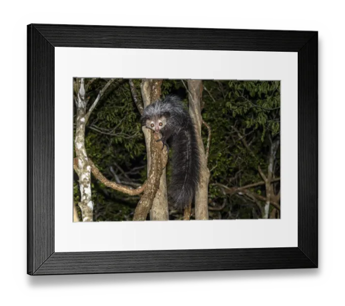 Framed Print : Aye-aye (Daubentonia madagascariensis) adult active and foraging in forest canopy Framed Print : Aye-aye (Daubentonia madagascariensis) adult active and foraging in forest canopy