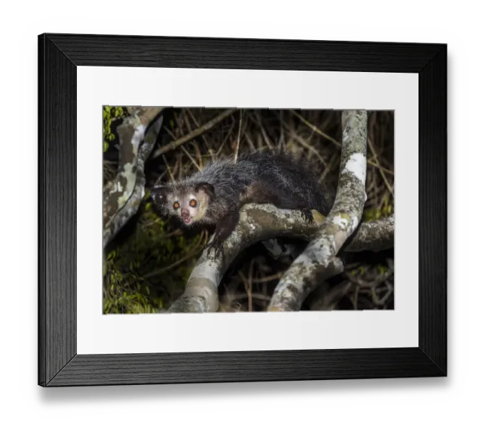 Framed Print : Aye-aye (Daubentonia madagascariensis) adult active and foraging in forest canopy Framed Print : Aye-aye (Daubentonia madagascariensis) adult active and foraging in forest canopy