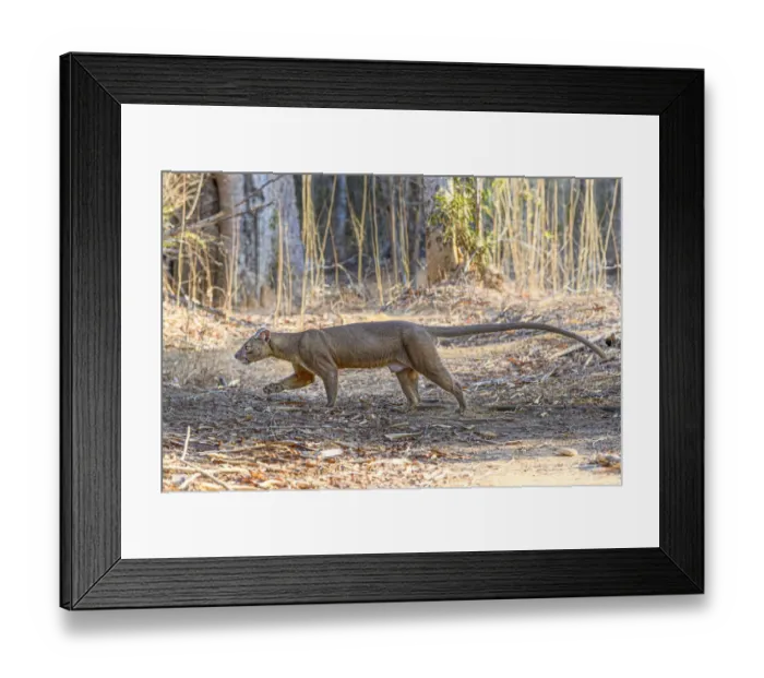 Framed Print : Fosa of Fossa (Cryptoprocta ferox) male walking through dry deciduous forest, Kirindy Framed Print : Fosa of Fossa (Cryptoprocta ferox) male walking through dry deciduous forest, Kirindy