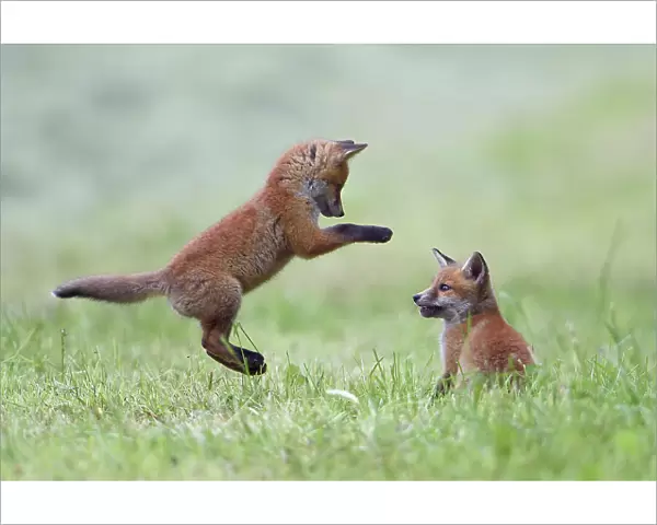 Red fox (Vulpes vulpes) cubs playing, Vosges, France, May