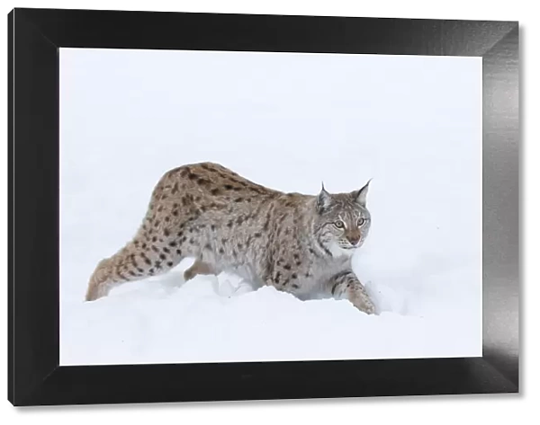 European lynx (Lynx lynx) walking in snow, captive, Norway, February