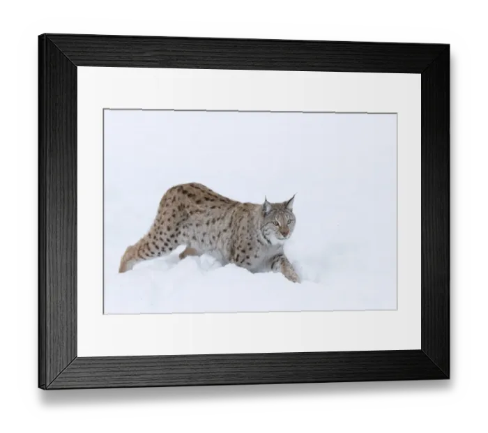 Framed Print : European lynx (Lynx lynx) walking in snow, captive, Norway, February Framed Print : European lynx (Lynx lynx) walking in snow, captive, Norway, February