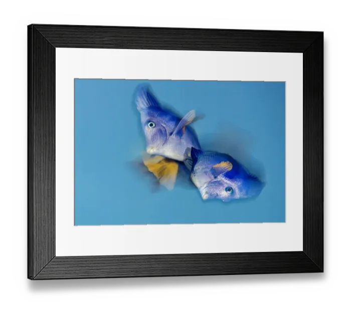 Framed Print : Yellowtail tang (Zebrasoma xanthurum) male and female turn belly to belly during spawning Framed Print : Yellowtail tang (Zebrasoma xanthurum) male and female turn belly to belly during spawning