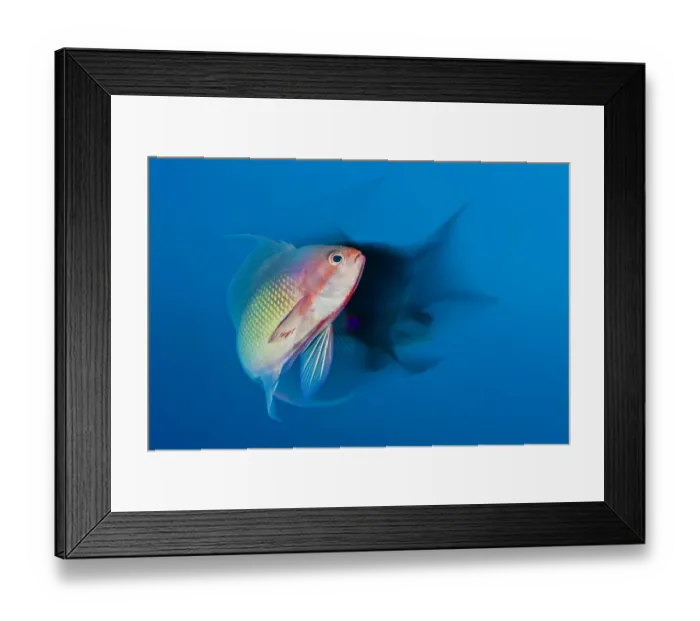 Framed Print : Scalefin anthias (Pseudanthias squamipinnis) male with a long exposure. Ras Katy, Sharm El Shiekh Framed Print : Scalefin anthias (Pseudanthias squamipinnis) male with a long exposure. Ras Katy, Sharm El Shiekh