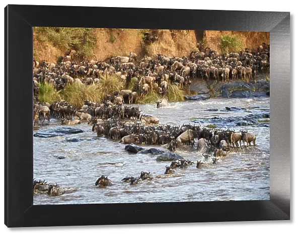 Eastern White-bearded Wildebeest herd (Connochaetes taurinus) crossing the Mara River