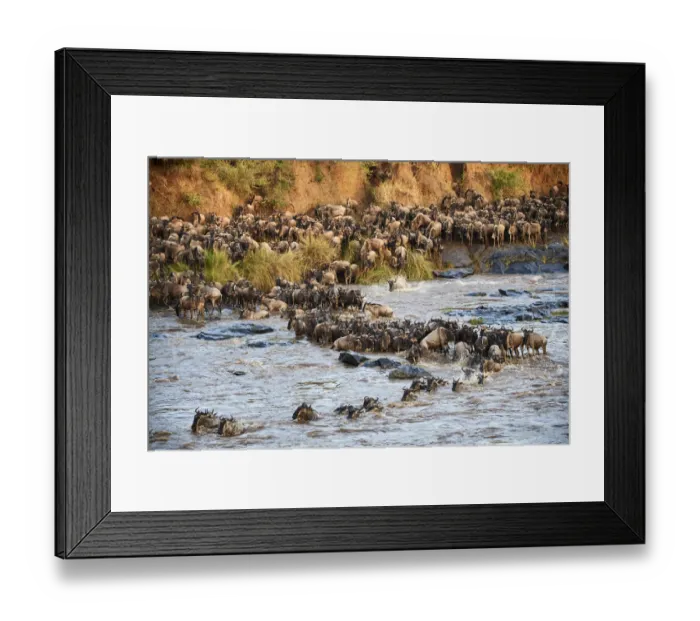 Framed Print : Eastern White-bearded Wildebeest herd (Connochaetes taurinus) crossing the Mara River Framed Print : Eastern White-bearded Wildebeest herd (Connochaetes taurinus) crossing the Mara River