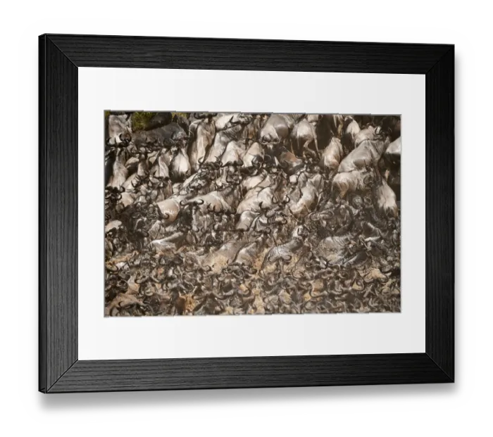 Framed Print : Eastern White-bearded Wildebeest herd (Connochaetes taurinus) climbing bank after crossing river Framed Print : Eastern White-bearded Wildebeest herd (Connochaetes taurinus) climbing bank after crossing river