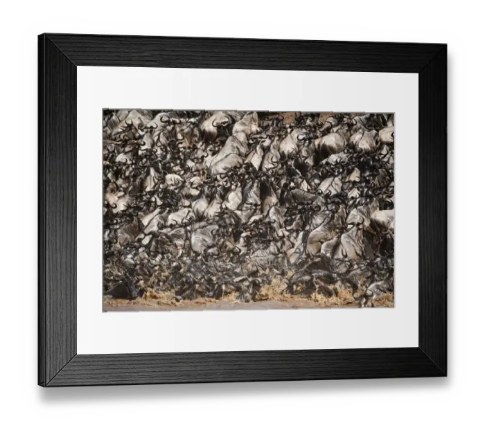 Framed Print : Eastern White-bearded Wildebeest herd (Connochaetes taurinus) climbing bank after crossing river Framed Print : Eastern White-bearded Wildebeest herd (Connochaetes taurinus) climbing bank after crossing river