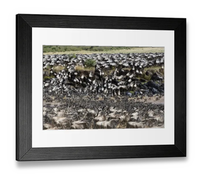 Framed Print : Eastern White-bearded Wildebeest herd (Connochaetes taurinus) crossing the Mara River Framed Print : Eastern White-bearded Wildebeest herd (Connochaetes taurinus) crossing the Mara River
