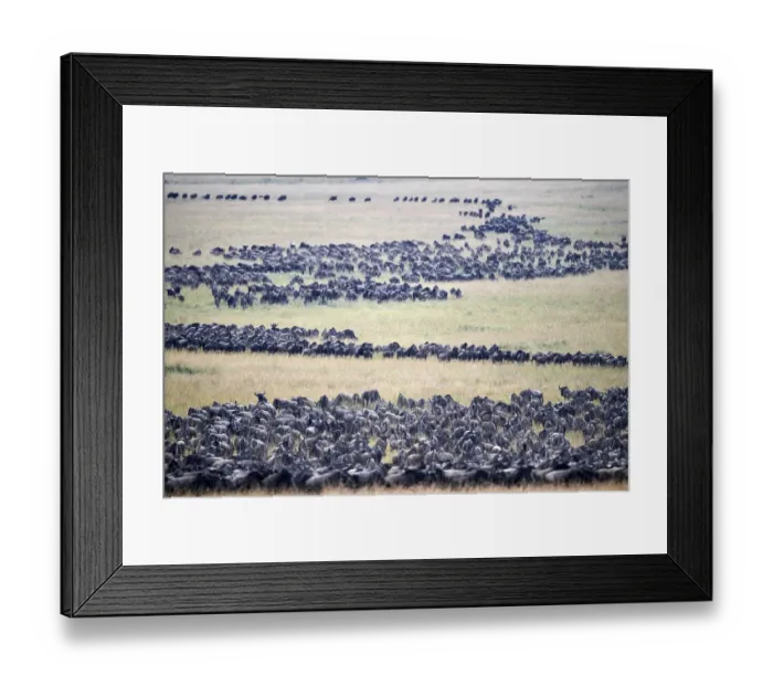 Framed Print : Eastern White-bearded Wildebeest (Connochaetes taurinus) migrating herds, Masai Mara Framed Print : Eastern White-bearded Wildebeest (Connochaetes taurinus) migrating herds, Masai Mara