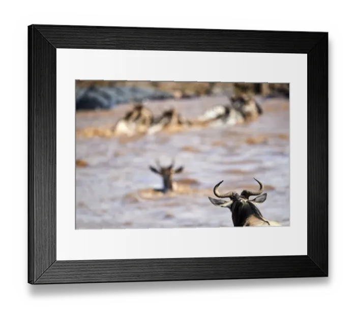 Framed Print : Eastern White-bearded Wildebeest (Connochaetes taurinus) herd swimming across Mara