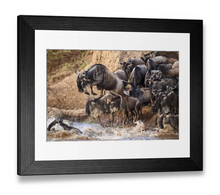 Framed Print : Eastern White-bearded Wildebeest (Connochaetes taurinus) jumping into Mara river on migration Framed Print : Eastern White-bearded Wildebeest (Connochaetes taurinus) jumping into Mara river on migration