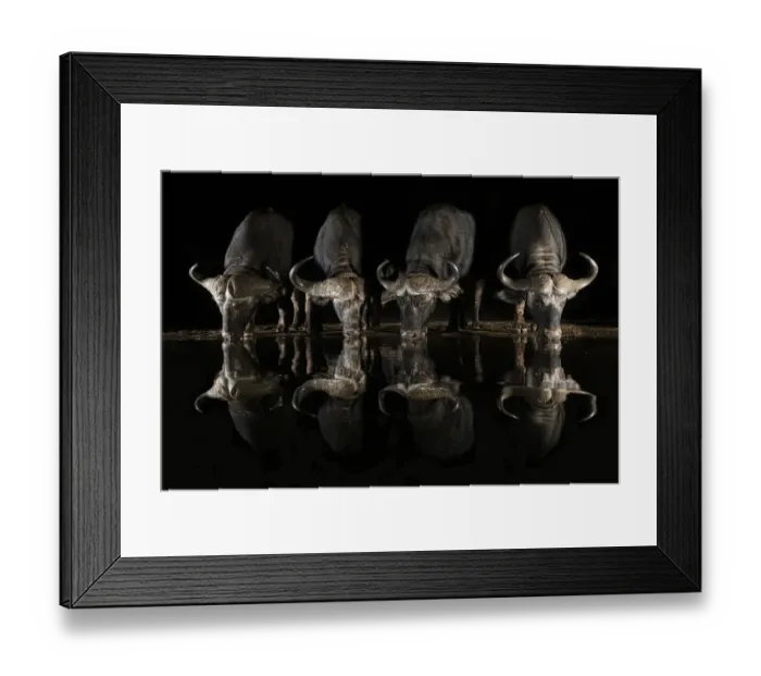 Framed Print : RF - Cape buffalo (Syncerus caffer) drinking at night, Zimanga private game reserve, South Africa Framed Print : RF - Cape buffalo (Syncerus caffer) drinking at night, Zimanga private game reserve, South Africa