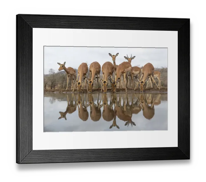 Framed Print : RF - Impala (Aepyceros melampus) at water with reflections, Zimanga game reserve, South Africa Framed Print : RF - Impala (Aepyceros melampus) at water with reflections, Zimanga game reserve, South Africa