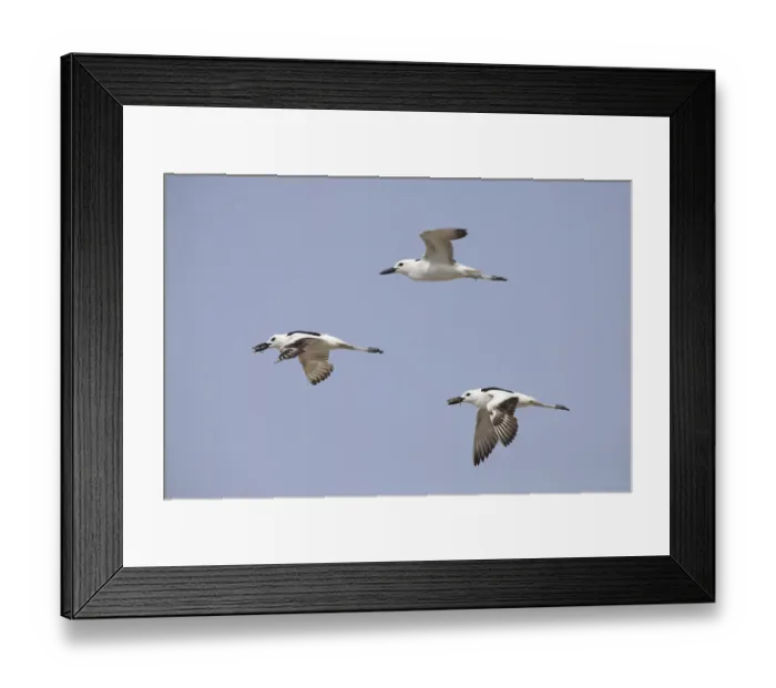 Framed Print : Crab-plover (Dromas ardeola) three flying, two with crabs in beaks. Oman, June Framed Print : Crab-plover (Dromas ardeola) three flying, two with crabs in beaks. Oman, June