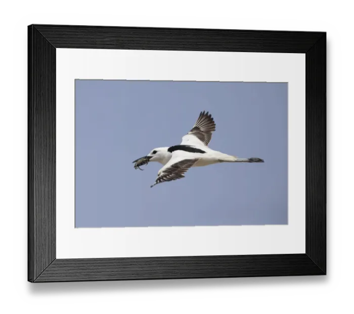Framed Print : Crab-plover (Dromas ardeola) flying with crab in beak. Oman, June Framed Print : Crab-plover (Dromas ardeola) flying with crab in beak. Oman, June