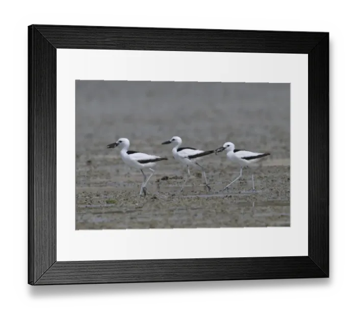 Framed Print : Crab-plover (Dromas ardeola) three walking in a row on mudflat, two with food in beaks Framed Print : Crab-plover (Dromas ardeola) three walking in a row on mudflat, two with food in beaks