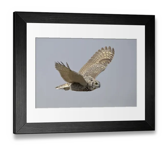 Framed Print : Great horned owl (Bubo virginianus) in flight. Saskatchewan, Canada, August Framed Print : Great horned owl (Bubo virginianus) in flight. Saskatchewan, Canada, August