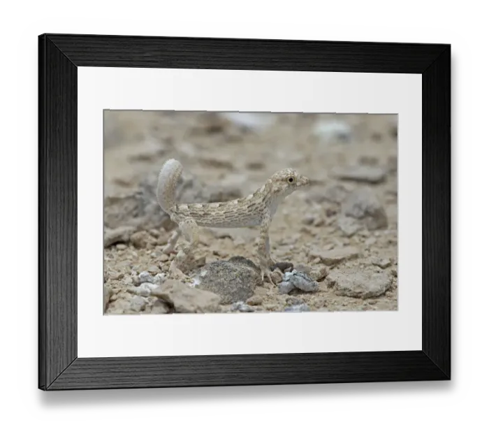 Framed Print : Carters semaphore gecko (Pristurus carteri) standing on rocky ground. Oman, June Framed Print : Carters semaphore gecko (Pristurus carteri) standing on rocky ground. Oman, June