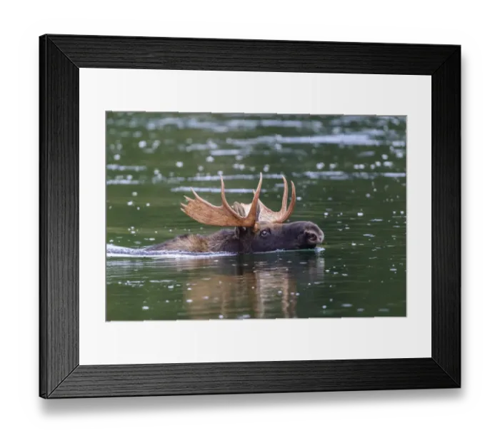 Framed Print : Moose (Alces alces) bull swimming across river. Grand Teton National Park, Wyoming, USA Framed Print : Moose (Alces alces) bull swimming across river. Grand Teton National Park, Wyoming, USA