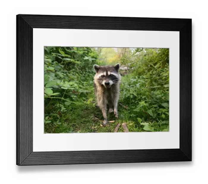 Framed Print : Raccoon (Procyon lotor) approaching with curiousity. Stanley Park, Vancouver, British Columbia Framed Print : Raccoon (Procyon lotor) approaching with curiousity. Stanley Park, Vancouver, British Columbia