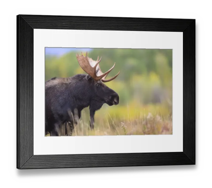Framed Print : Moose (Alces alces) bull, portrait. Grand Teton National Park, Wyoming, USA. September Framed Print : Moose (Alces alces) bull, portrait. Grand Teton National Park, Wyoming, USA. September