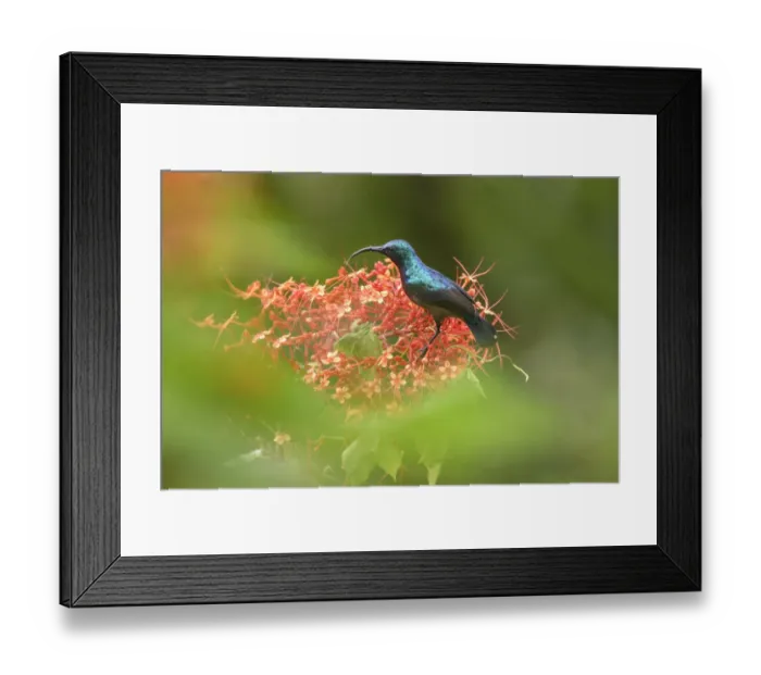 Framed Print : Long-billed sunbird (Cinnyris lotenius) nectaring on flowers. Goa, India. September Framed Print : Long-billed sunbird (Cinnyris lotenius) nectaring on flowers. Goa, India. September