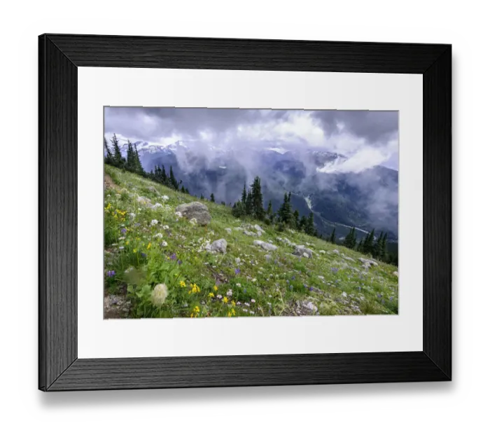 Framed Print : Wildflowers in alpine meadow, view to snow capped mountains and valley below. Whistler Framed Print : Wildflowers in alpine meadow, view to snow capped mountains and valley below. Whistler