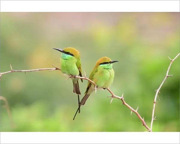 Green bee-eater (Merops orientalis) pair perched on branch, facing opposite directions