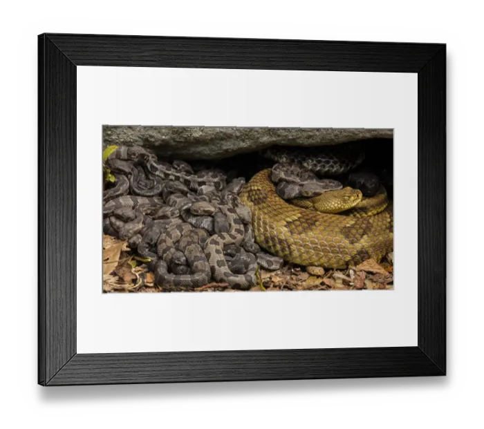 Framed Print : Timber rattlesnake (Crotalus horridus) females and newborn young at maternity site Framed Print : Timber rattlesnake (Crotalus horridus) females and newborn young at maternity site