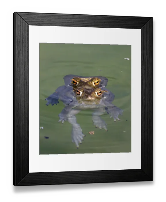 Framed Print : Colorado river toad (Incilius alvarius) pair mating. Sonoran desert, Arizona, USA Framed Print : Colorado river toad (Incilius alvarius) pair mating. Sonoran desert, Arizona, USA