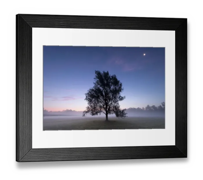 Framed Print : Goat willow (Salix caprea) in mist at dawn, full moon in sky. Klein Schietveld, Brasschaat, Belgium. August 2019 Framed Print : Goat willow (Salix caprea) in mist at dawn, full moon in sky. Klein Schietveld, Brasschaat, Belgium. August 2019