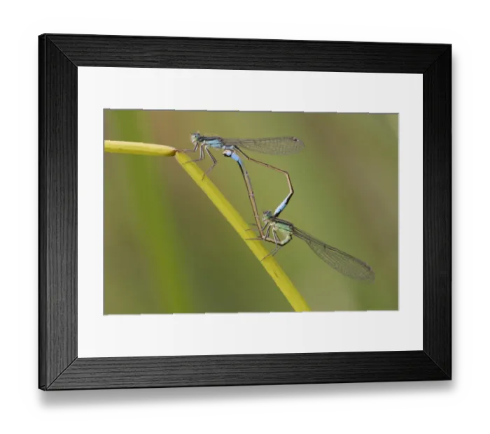 Framed Print : Blue-tailed damselfly (Ischnura elegans) pair mating on stem. Brasschaat, Belgium Framed Print : Blue-tailed damselfly (Ischnura elegans) pair mating on stem. Brasschaat, Belgium