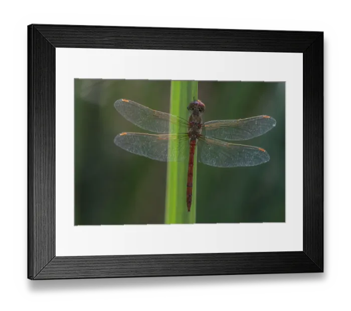 Framed Print : Vagrant darter (Sympetrum vulgatum) male resting. Brasschaat, Belgium. August Framed Print : Vagrant darter (Sympetrum vulgatum) male resting. Brasschaat, Belgium. August